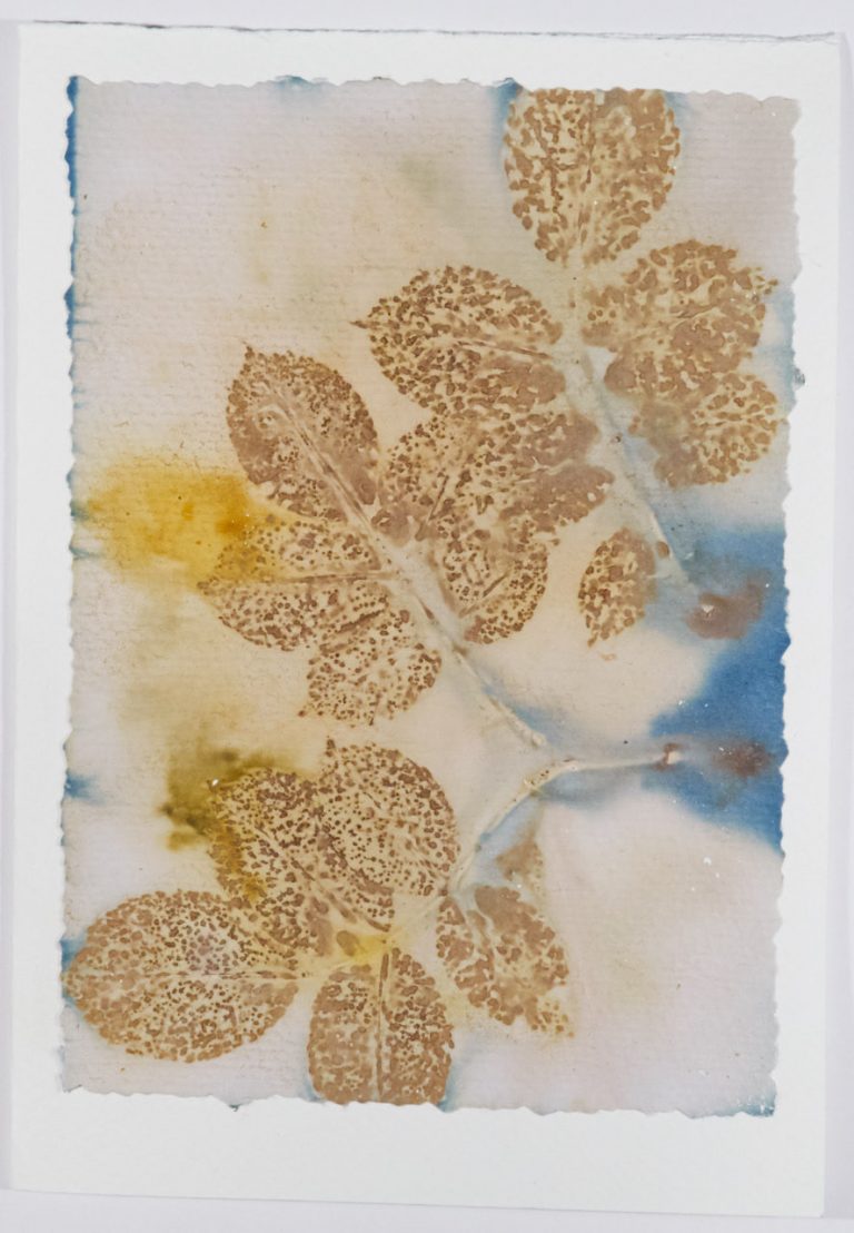 Eco printing on paper Cherry Hirsch